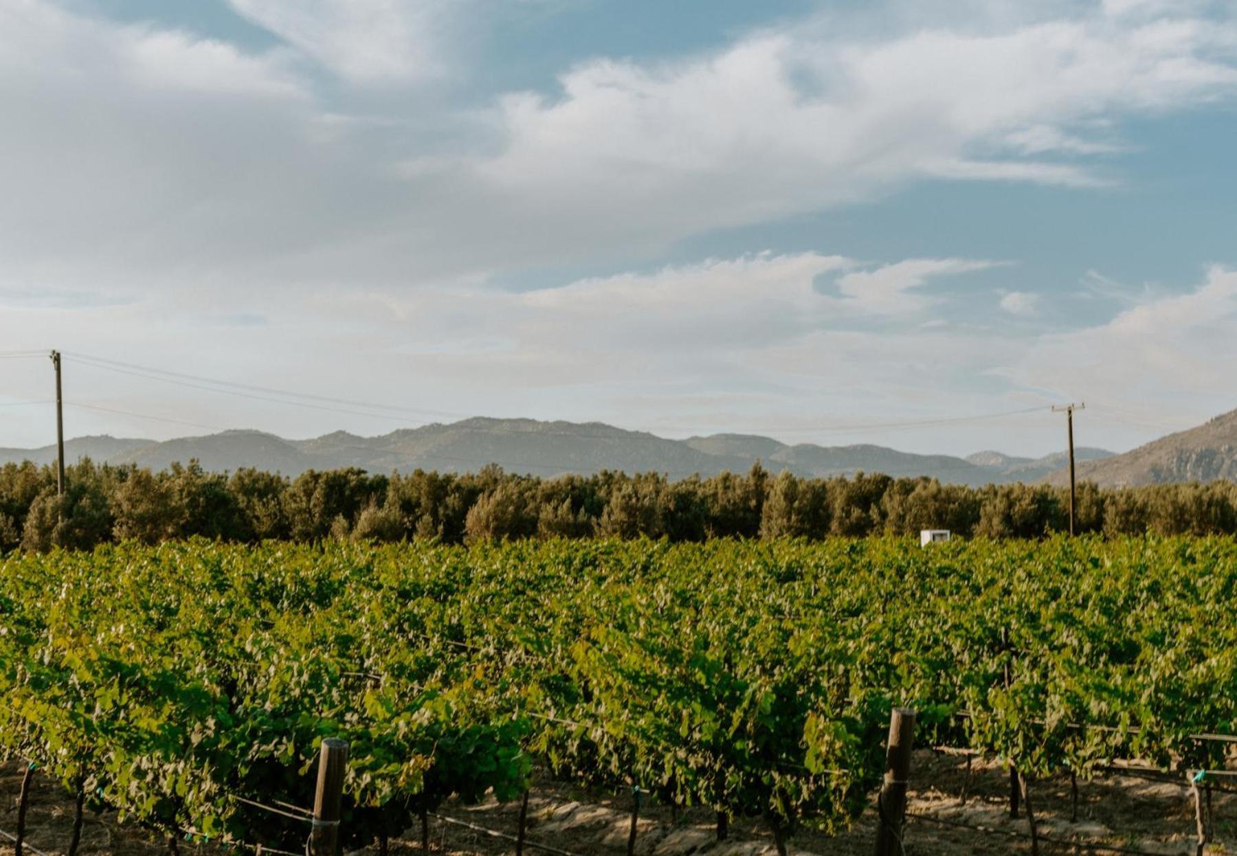 Отель Campera Valle De Guadalupe Энсенада Экстерьер фото